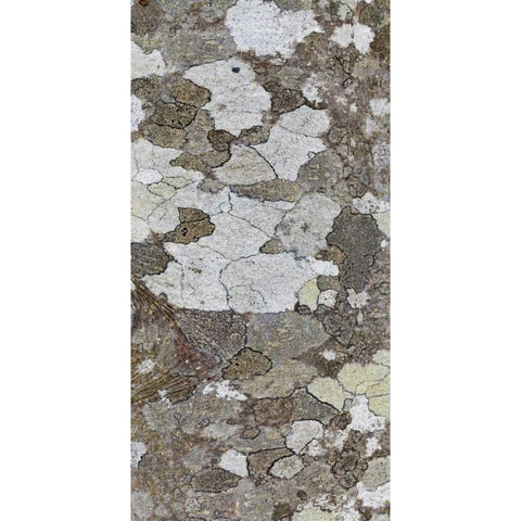 Washington, Seabeck Tree bark with lichen growth Gold Ornate Wood Framed Art Print with Double Matting by Paulson, Don