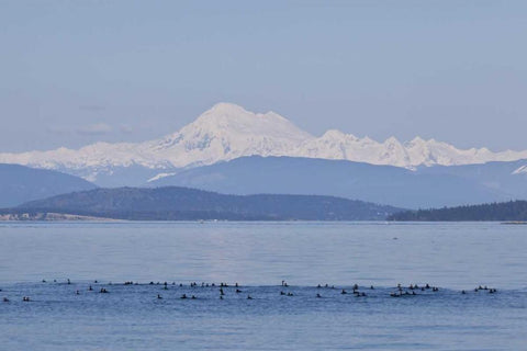 WA, San Juans Mt Baker seen from the San Juans Black Ornate Wood Framed Art Print with Double Matting by Paulson, Don
