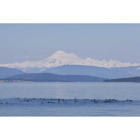 WA, San Juans Mt Baker seen from the San Juans Black Modern Wood Framed Art Print by Paulson, Don