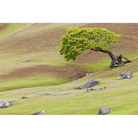 WA, San Juans Maple tree scenic on Spieden Isl White Modern Wood Framed Art Print by Paulson, Don