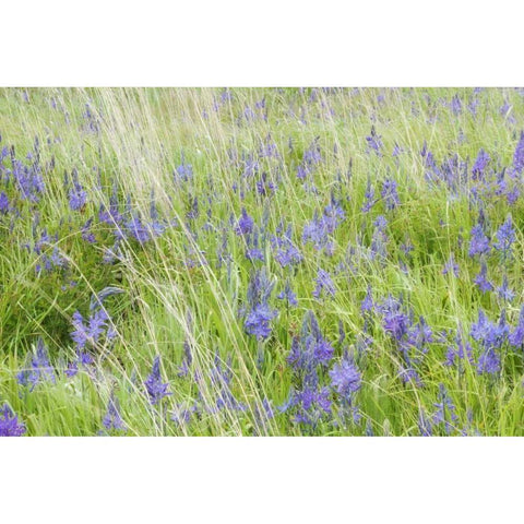 WA, San Juans Yellow Island Flowers amid grass Gold Ornate Wood Framed Art Print with Double Matting by Paulson, Don