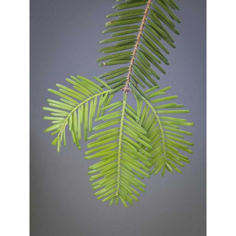 Washington, Stehekin Close-up of new fir needles Black Modern Wood Framed Art Print by Paulson, Don