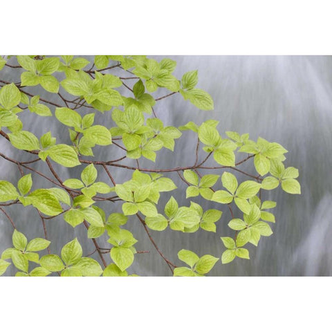 WA, Stehekin Pacific dogwood over Rainbow Creek Black Modern Wood Framed Art Print by Paulson, Don