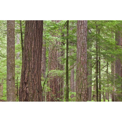 WA, Olympic NF Old growth Douglas fir trees Black Modern Wood Framed Art Print by Paulson, Don