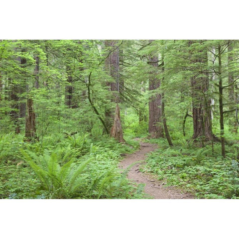 Washington, Olympic NF Trail through the forest Black Modern Wood Framed Art Print by Paulson, Don