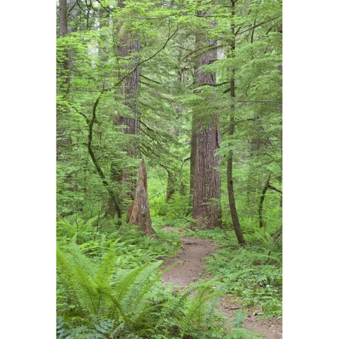 Washington, Olympic NF Trail through the forest Black Modern Wood Framed Art Print by Paulson, Don