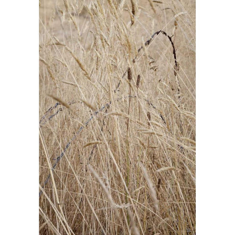 Washington, Silverdale Barbed wire in a field Black Modern Wood Framed Art Print by Paulson, Don