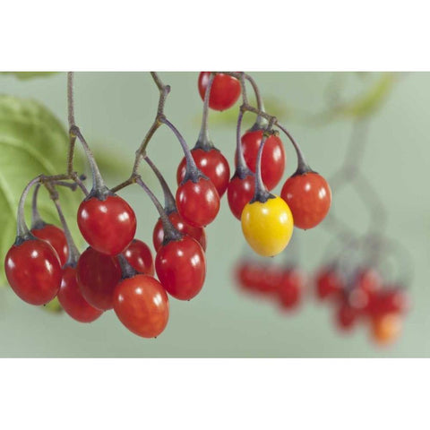 WA, Seabeck Poisonous bittersweet nightshade Black Modern Wood Framed Art Print by Paulson, Don