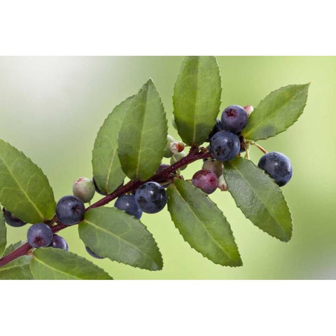 WA, Seabeck Evergreen huckleberry plant Black Modern Wood Framed Art Print by Paulson, Don