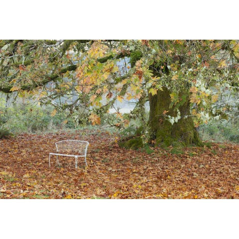 Washington, Quinault MBench under maple tree Black Modern Wood Framed Art Print by Paulson, Don