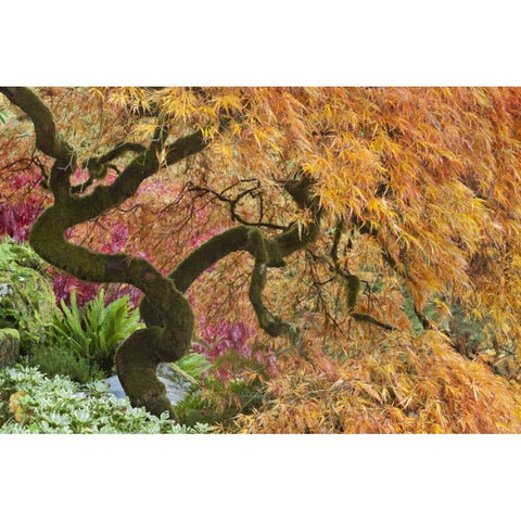 WA, Bainbridge Island Japanese maple tree Black Modern Wood Framed Art Print by Paulson, Don