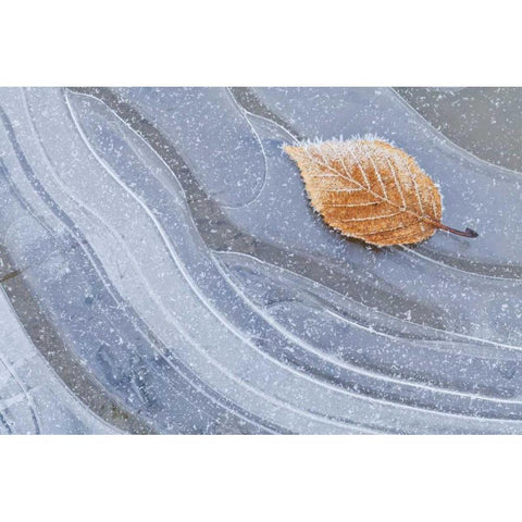 WA, Seabeck Autumn leaf on ice with frost Black Modern Wood Framed Art Print by Paulson, Don
