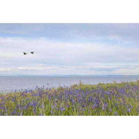 WA, San Juans Camas flowers on Patos Island Black Modern Wood Framed Art Print with Double Matting by Paulson, Don