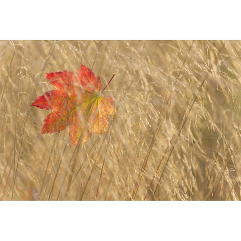 WA, Seabeck Vine maple leaf caught in fall grass Black Modern Wood Framed Art Print by Paulson, Don