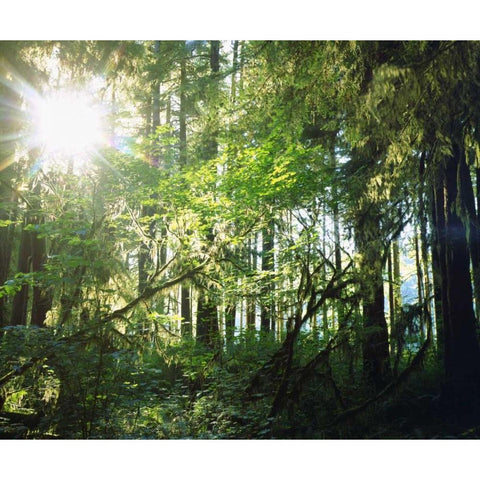 WA, Olympic NP Moss growing from trees Black Modern Wood Framed Art Print with Double Matting by Talbot Frank, Christopher