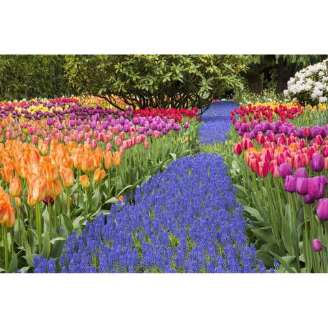 WA, Garden with tulips and blue grape hyacinth Black Modern Wood Framed Art Print by Shimlock, Jones