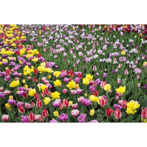 USA, Washington Field of blooming tulips Black Modern Wood Framed Art Print by Shimlock, Jones