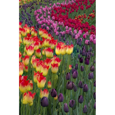 USA, Washington Blooming tulips Black Modern Wood Framed Art Print by Shimlock, Jones