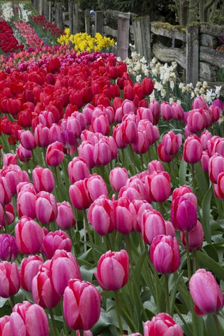 Washington Blooming tulips next to wooden fence White Modern Wood Framed Art Print with Double Matting by Shimlock, Jones