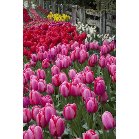 Washington Blooming tulips next to wooden fence Black Modern Wood Framed Art Print by Shimlock, Jones