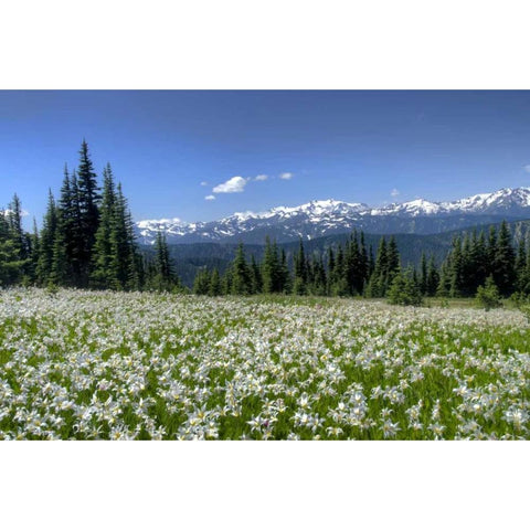 WA, Olympia NP High-altitude lilies in bloom White Modern Wood Framed Art Print by Shimlock, Jones