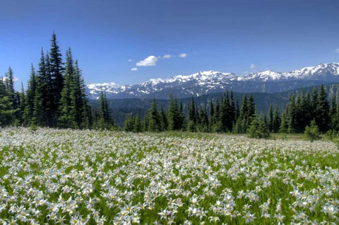 WA, Olympia NP High-altitude lilies in bloom Black Ornate Wood Framed Art Print with Double Matting by Shimlock, Jones