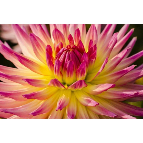 USA, Washington Detail of dahlia flower Black Modern Wood Framed Art Print with Double Matting by Shimlock, Jones