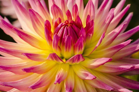 USA, Washington Detail of dahlia flower White Modern Wood Framed Art Print with Double Matting by Shimlock, Jones