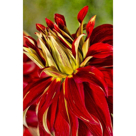 USA, Washington Detail of dahlia flower Black Modern Wood Framed Art Print with Double Matting by Shimlock, Jones
