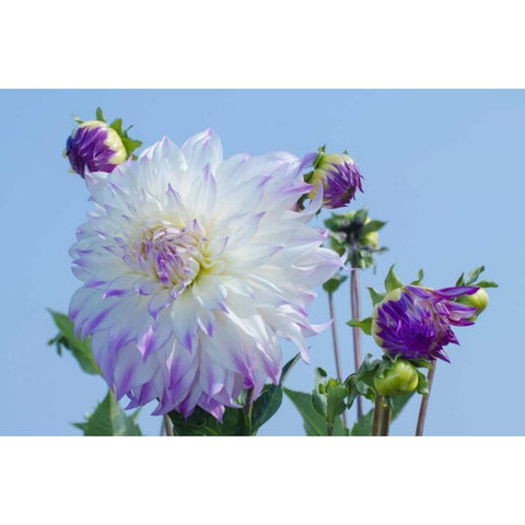 Washington Detail of dahlia flowers against sky Black Modern Wood Framed Art Print with Double Matting by Shimlock, Jones