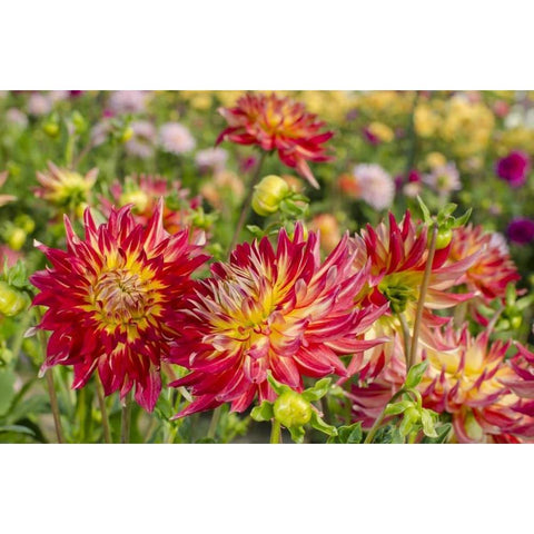 USA, Washington Dahlia flowers in garden Black Modern Wood Framed Art Print with Double Matting by Shimlock, Jones