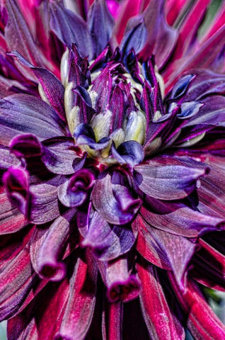 USA, Washington Detail of dahlia flower Black Ornate Wood Framed Art Print with Double Matting by Shimlock, Jones