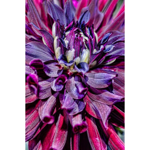 USA, Washington Detail of dahlia flower Black Modern Wood Framed Art Print with Double Matting by Shimlock, Jones