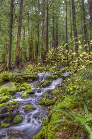 USA, Washington Cascading stream in Olympia NP White Modern Wood Framed Art Print with Double Matting by Shimlock, Jones