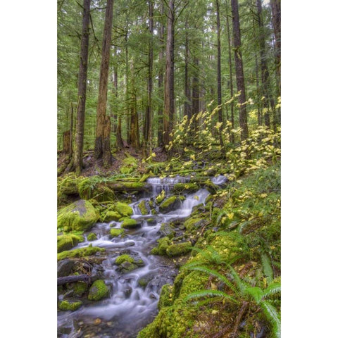 USA, Washington Cascading stream in Olympia NP Black Modern Wood Framed Art Print by Shimlock, Jones