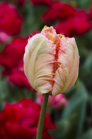 USA, Washington Tulip bud begins to open White Modern Wood Framed Art Print with Double Matting by Shimlock, Jones