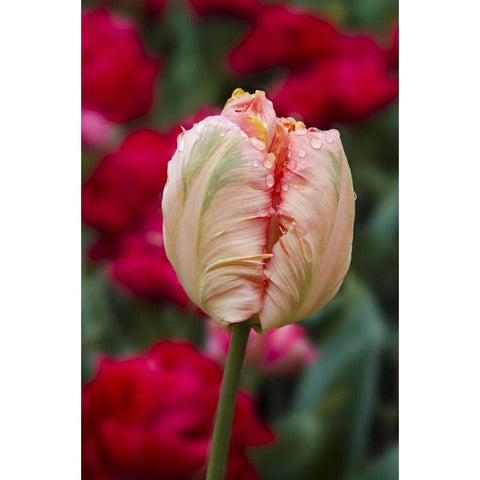 USA, Washington Tulip bud begins to open Black Modern Wood Framed Art Print with Double Matting by Shimlock, Jones