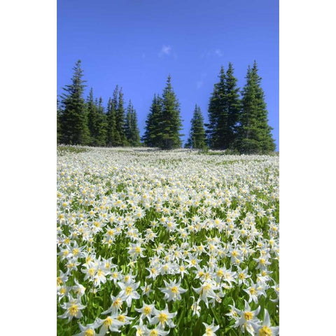 WA, Olympia NP High-altitude lilies in bloom Black Modern Wood Framed Art Print with Double Matting by Shimlock, Jones