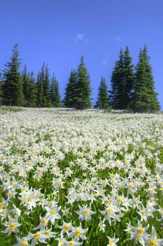 WA, Olympia NP High-altitude lilies in bloom Black Ornate Wood Framed Art Print with Double Matting by Shimlock, Jones