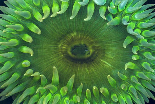 Image Only