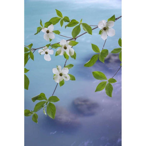 WA, Olympic NF Flowering Pacific dogwood branch Black Modern Wood Framed Art Print by Paulson, Don