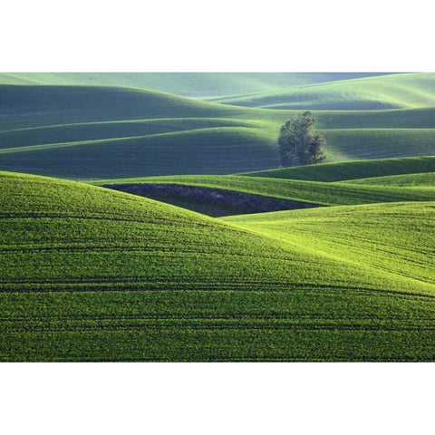 WA, Steptoe Butte Rolling green Palouse hills Black Modern Wood Framed Art Print by Flaherty, Dennis