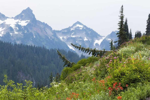 WA Alpine meadow and Tatoosh Range White Modern Wood Framed Art Print with Double Matting by Paulson, Don