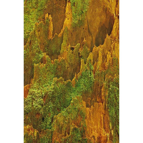 Washington, Olympic NP Hemlock bark with moss Black Modern Wood Framed Art Print by Bush, Marie