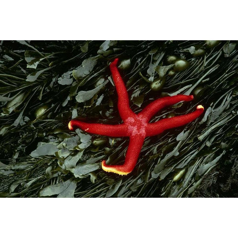 WA, Tongue Point Sea star and kelp in tide pool White Modern Wood Framed Art Print by Bush, Marie
