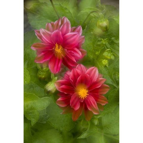 USA, Washington, Whidbey Island Dahlia montage Gold Ornate Wood Framed Art Print with Double Matting by Bush, Marie