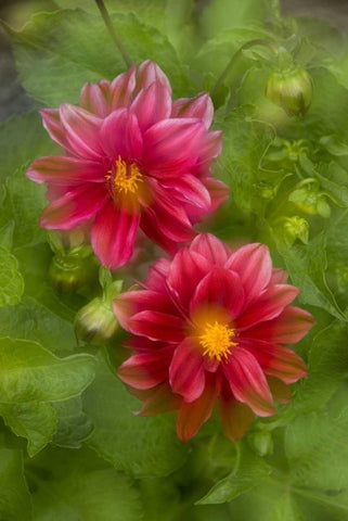 USA, Washington, Whidbey Island Dahlia montage White Modern Wood Framed Art Print with Double Matting by Bush, Marie