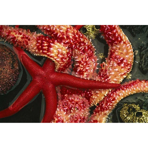 WA, Tongue Point Seastars in tide pool Black Modern Wood Framed Art Print by Bush, Marie