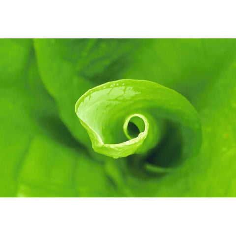 WA, Olympic NP Unfurling skunk cabbage leaf White Modern Wood Framed Art Print by Bush, Marie