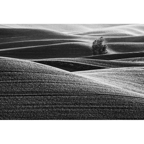 USA, Washington Farm country near Steptoe Butte White Modern Wood Framed Art Print by Flaherty, Dennis